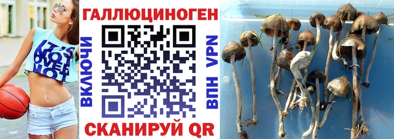 Псилоцибиновые грибы Psilocybine cubensis сколько стоит Кириши
